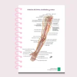 Libreta Anatomía - Imagen 3