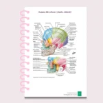 Libreta Anatomía - Imagen 4